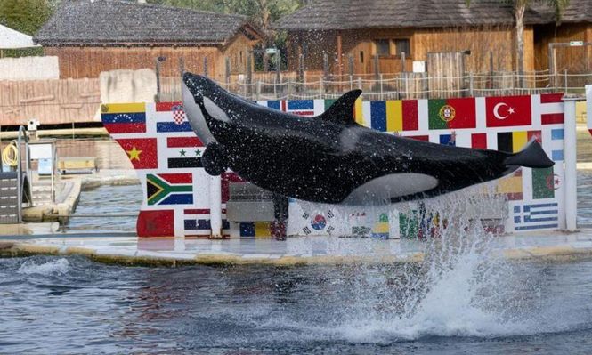 Una de las orcas del zoológico Marineland Antibes, en la Riviera francesa.