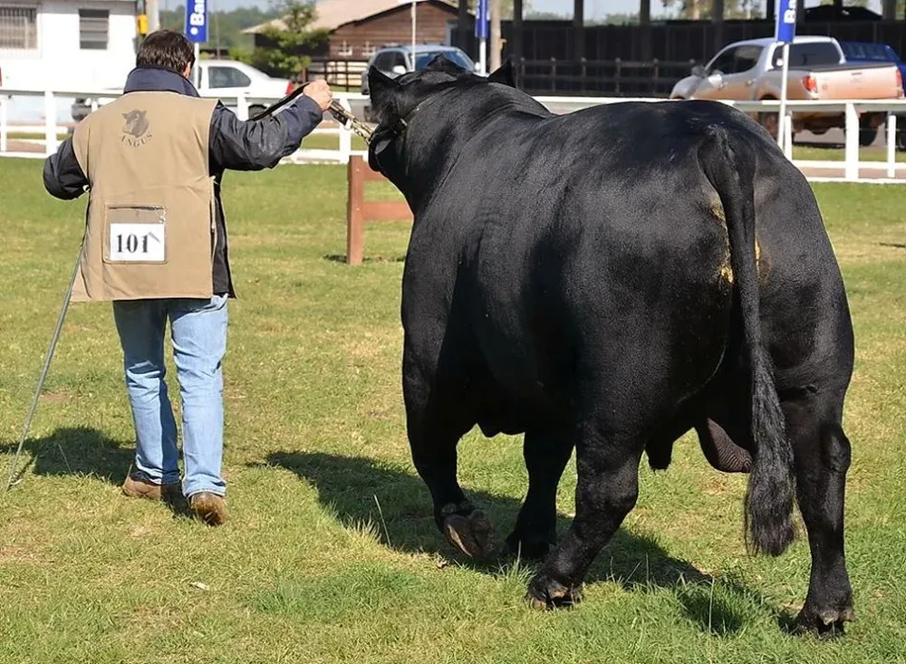 El Gran Campeón Macho Angus en Esteio