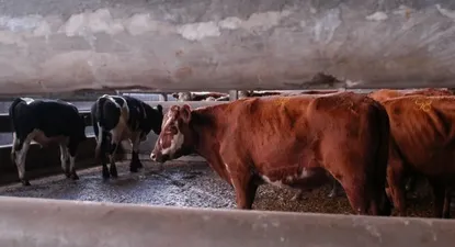 Vacunos: otro año con faena a la baja.