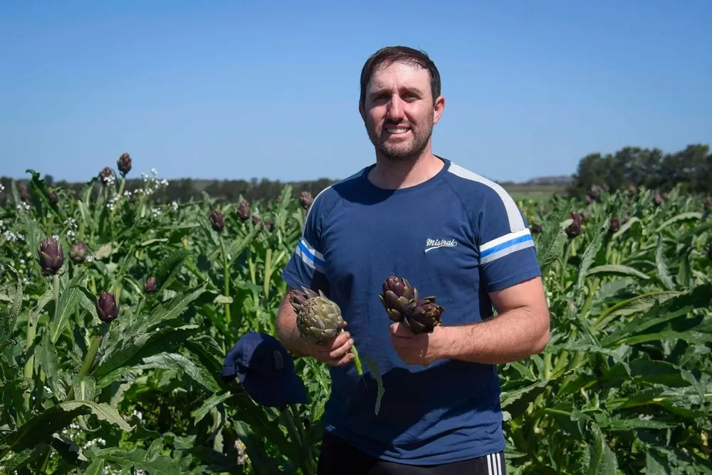 Jorge sigue los pasos de sus antepasados italianos y planta alcauciles en Punta Espinillo.