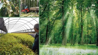 Día mundial forestal: un pilar para el desarrollo sustentable