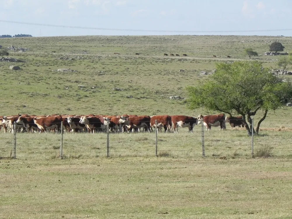 Producción ganadera en campos de Uruguay.