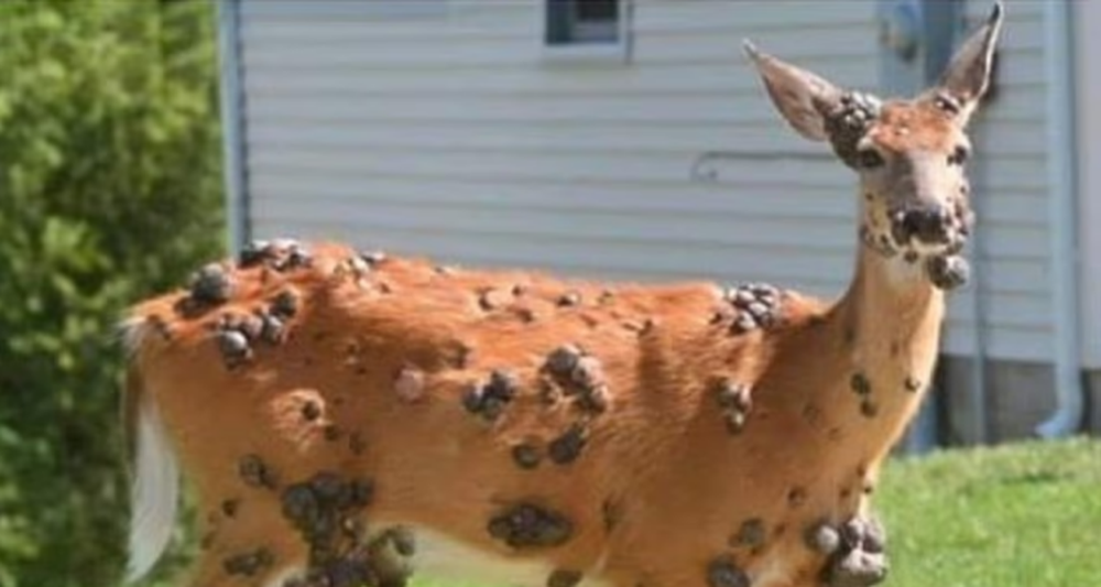 Un ciervo con la piel cubierta de tumores, captado por una fotógrafa.