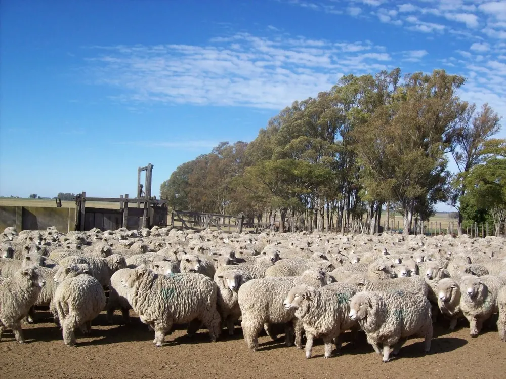 Hoy existen 6,4 millones de ovinos de diferentes razas en todo el país
