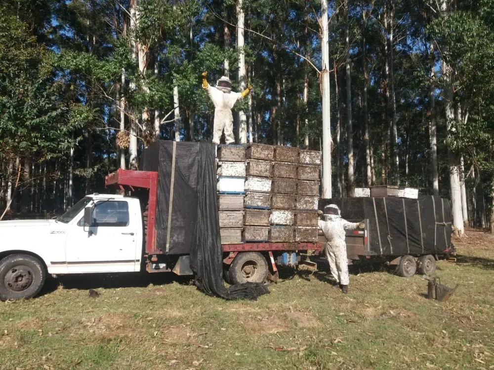 CAEPA tiene una producción de miel de 600 tanques de 300 kilos de miel, es decir, 180 mil kilos anualmente.