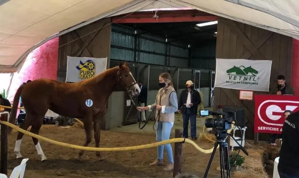 Zambrano & Cía ofertará equinos Sangre Pura de Carrera.