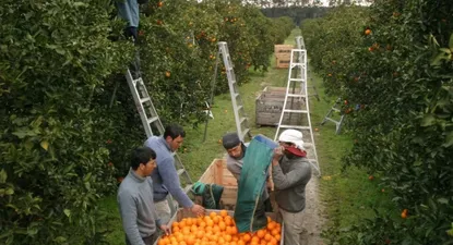 Cosecha de cítricos. Foto archivo.