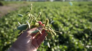 Argentina: la producción de carne es uno de los rubros involucrados en una exigencia legal cuyo inicio de vigencia podría postergarse.