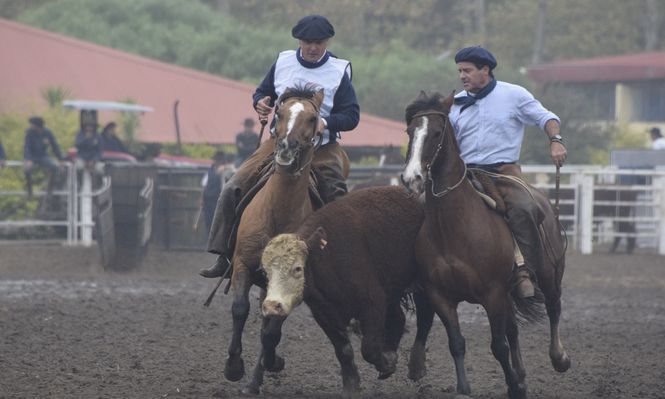 Uruguay se dará el lujo de tener en la Rural del Prado a los mejores caballos Criollos del mundo.