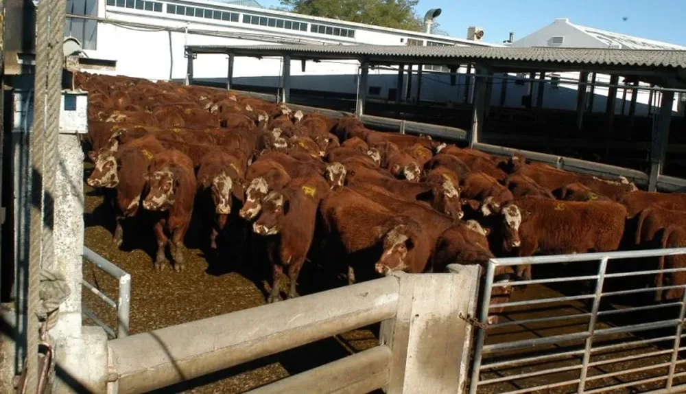 Federación Rural: cuestionamiento considera que los vacunos permanecen más tiempo del adecuado a la espera de ser industrializados.