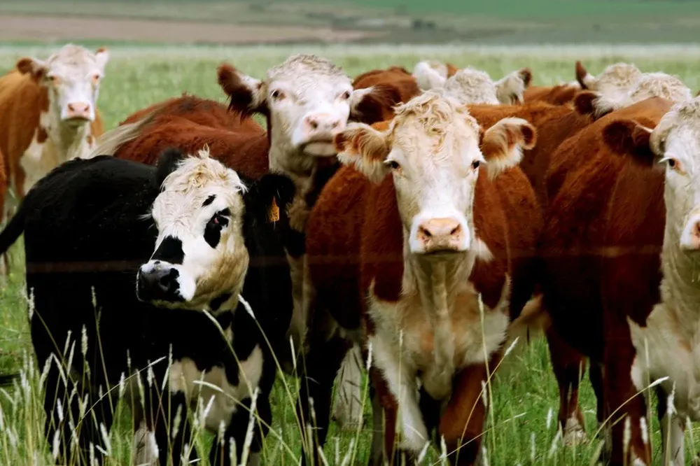 Los precios de referencia son US$ 3,50 para los novillos y US$ 3,30 para las vacas