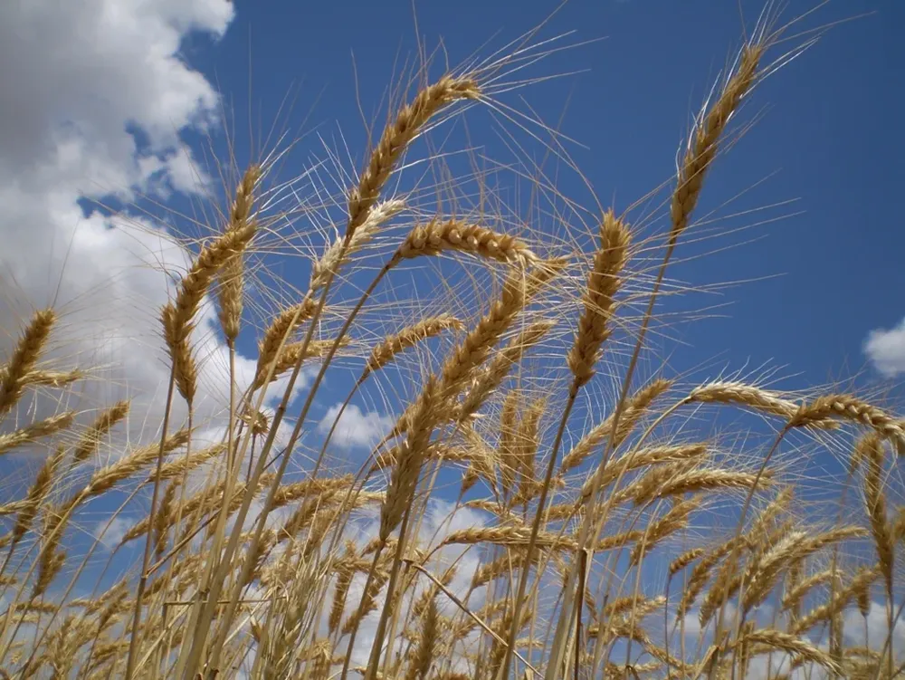 Se aportaron datos sobre las variedades más sembradas