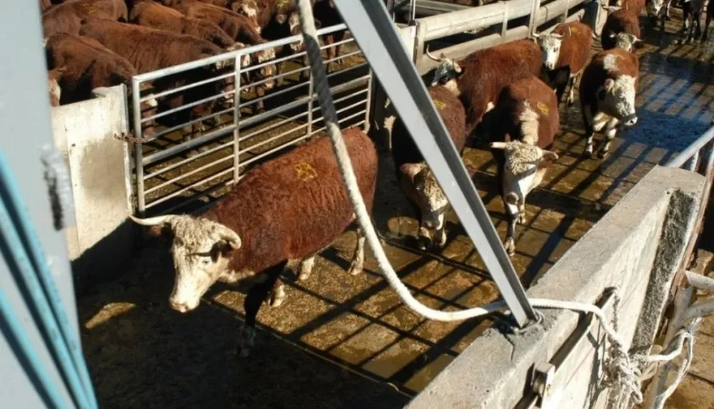Un 51,3% de la faena de 2014 correspondió a la categoría de novillos