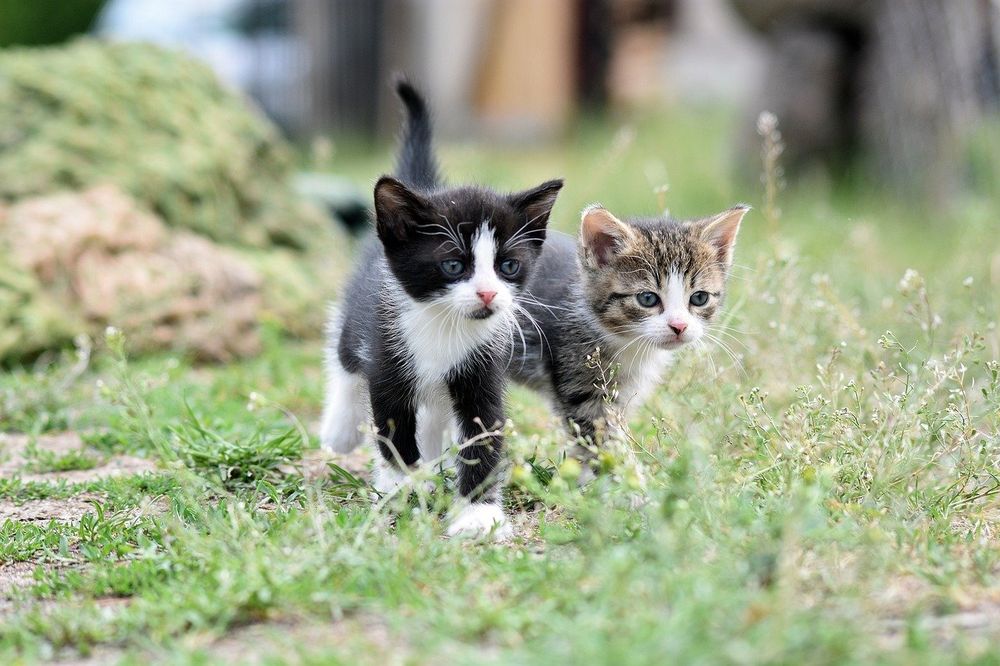El hábito de comer hierba podría ser un instinto heredado de los antepasados salvajes de los gatos. &nbsp;