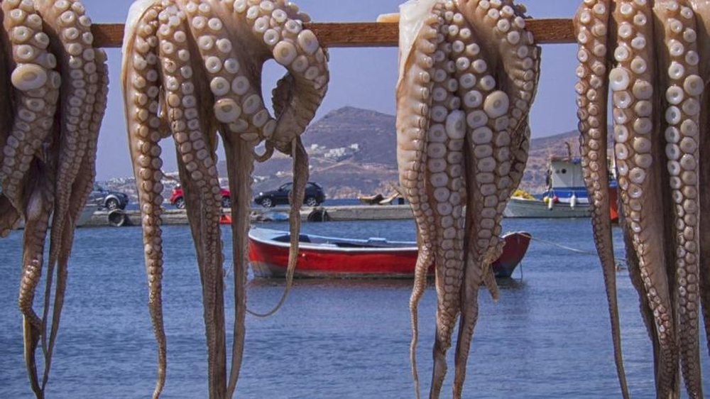Pulpos frescos recién pescados.