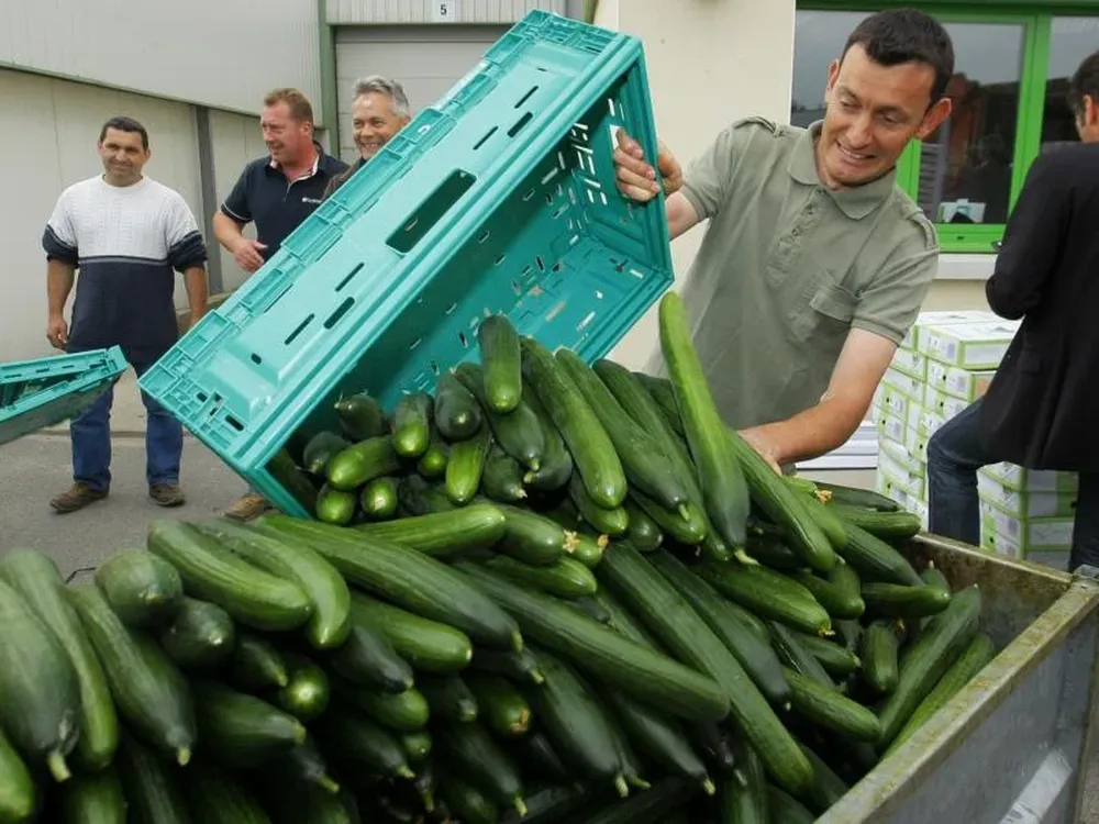 Se sospechó de los pepinos como la causa de E.coli, pero luego se descartó