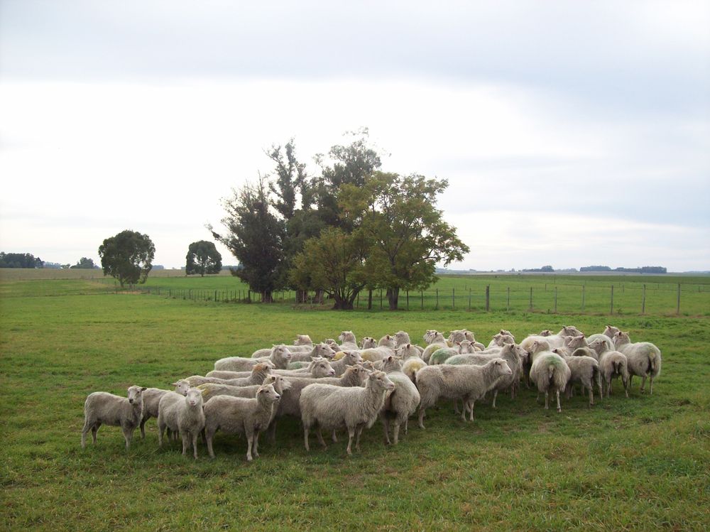 Lluvias: si se producen en forma excesiva, los productores de ovinos deben tener en cuenta las recomendaciones del SUL.