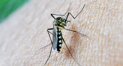 Mosquito tigre, vector del dengue.