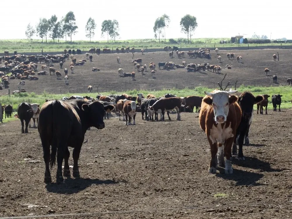 Los precios dejaron de ascender y ahora apuntan a la baja.