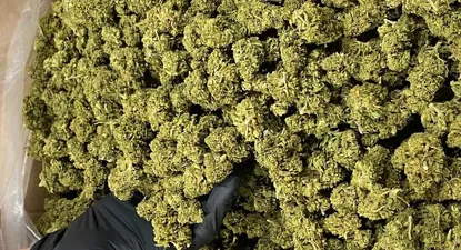 Mustras uruguayas en la feria cannábica internacional de Las Vegas, Champs Trade Shows, que se colocaron en el mercado estadounidense