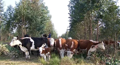 Uruguay: el vínculo estratégico entre forestación y ganadería es uno de los manejos aconsejados.