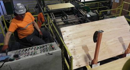 Sector forestal, en expansión, generará más empleo.