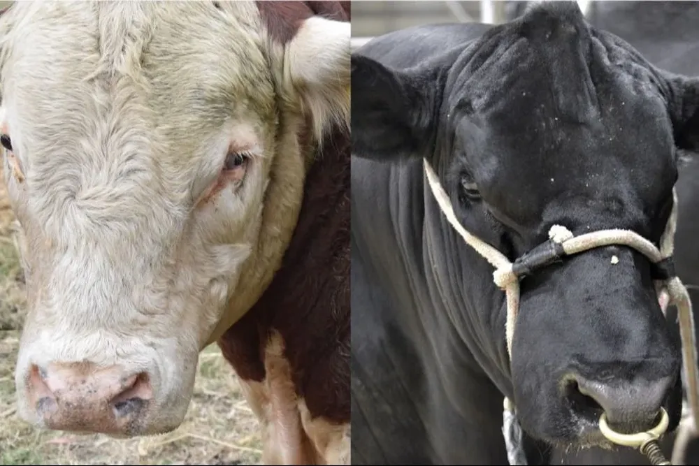 Toros Hereford y Angus.