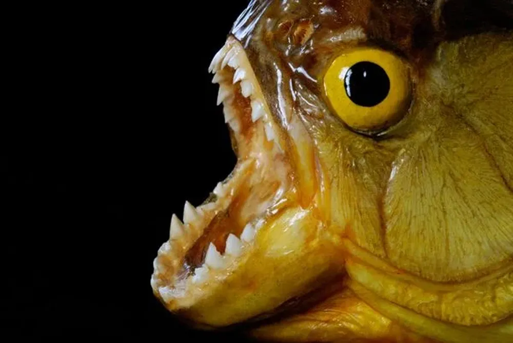 Piraña Aunque son menos monstruosas de lo que se cree habitualmente, este pez omnívoro es conocido por sus dientes filosos y su gusto por la carne. Si bien no suelen atacar humanos, es cierto que varios pescadores de la zona donde estas habitan, los ríos de América del Sur, han mostrado las cicatrices de encuentros cercanos con pirañas.