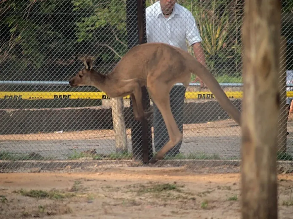 El sistema de zoológicos de Montevideo investiga la desaparición de dos canguros de un predio de Villa Dolores