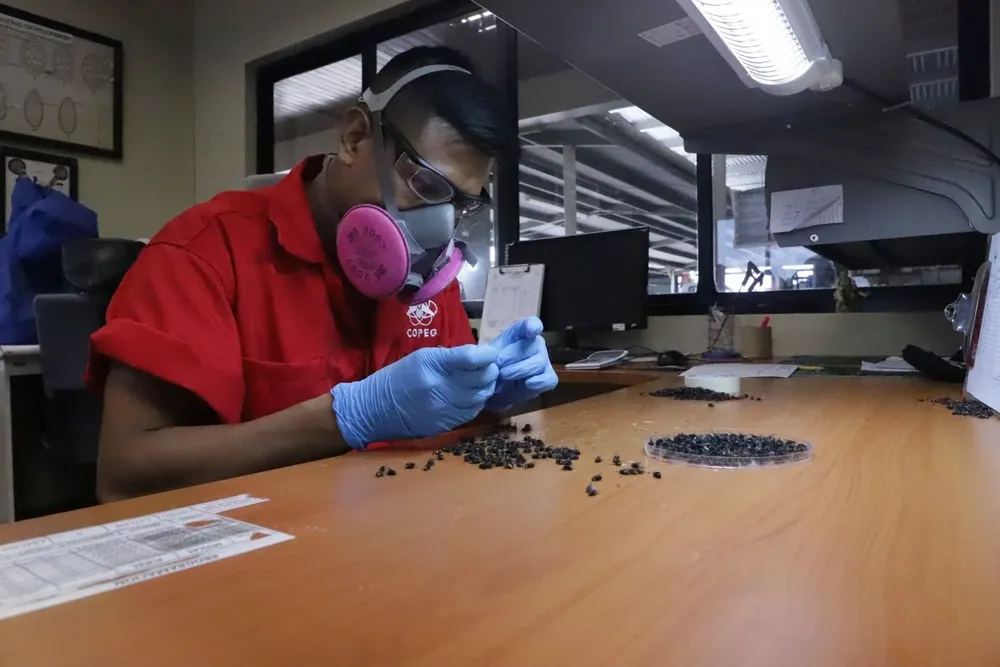 Dos vuelos por semana con 15 millones de moscas comenzarán a llegar a Uruguay desde Panamá cuando comience el Plan Nacional de Erradicación de la mosca de la bichera.