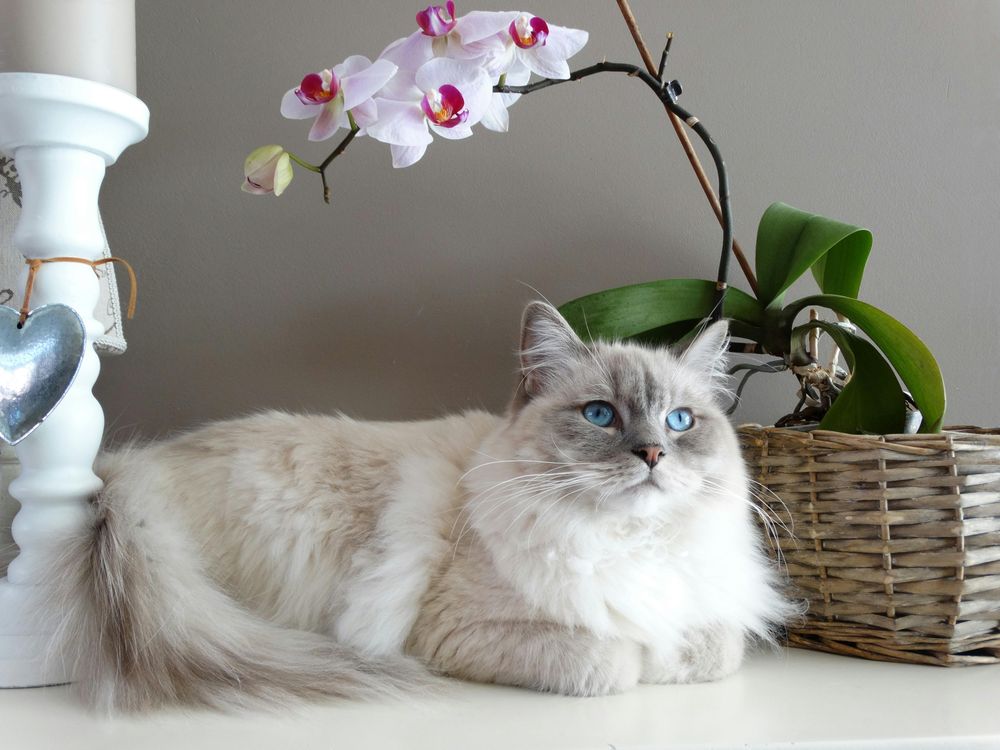 La eumelanina y la feomelanina determinan el color de los ojos felinos.
