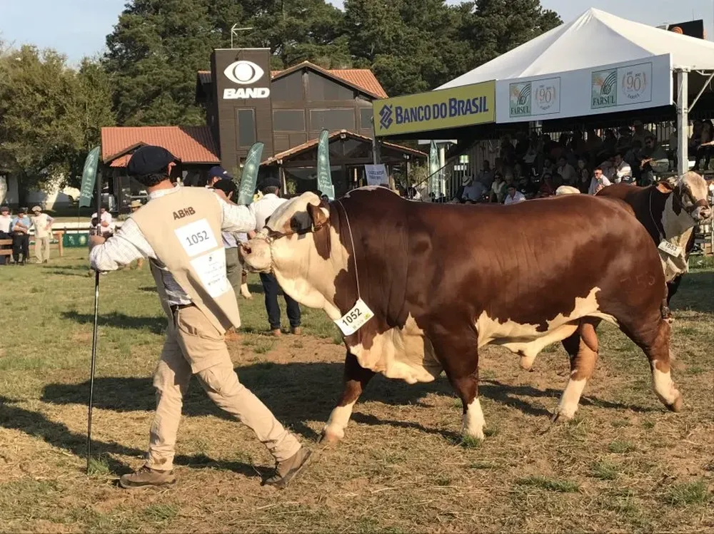 Diego Kasali presenta al Braford Gran Sobrino, Tercer Mejor Senior en la raza.
