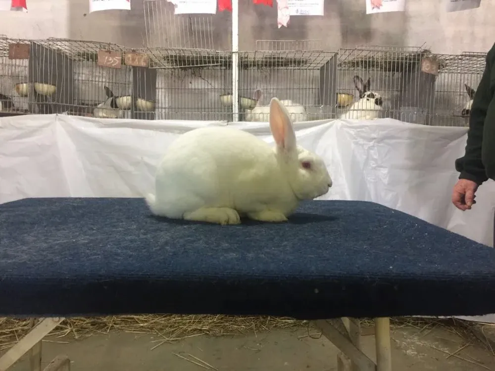 El mejor ejemplar de la exposición en San José.