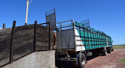 El bienestar animal, en cada instancia de la cadena agroindustrial de la carne, es fundamental.