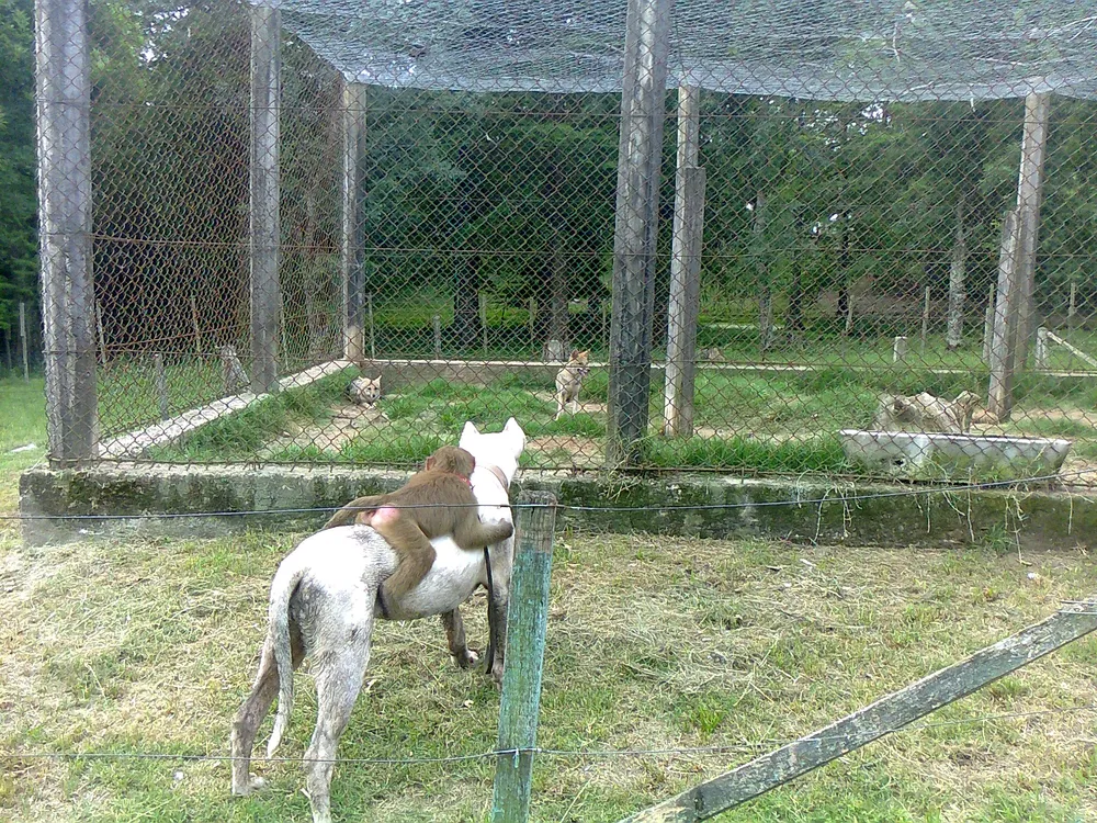 Ver a Pupé paseando sobre el lomo de India 83 es una escena común en el zoológico de Tacuarembó, desde que la pequeña babuino quedó huérfana