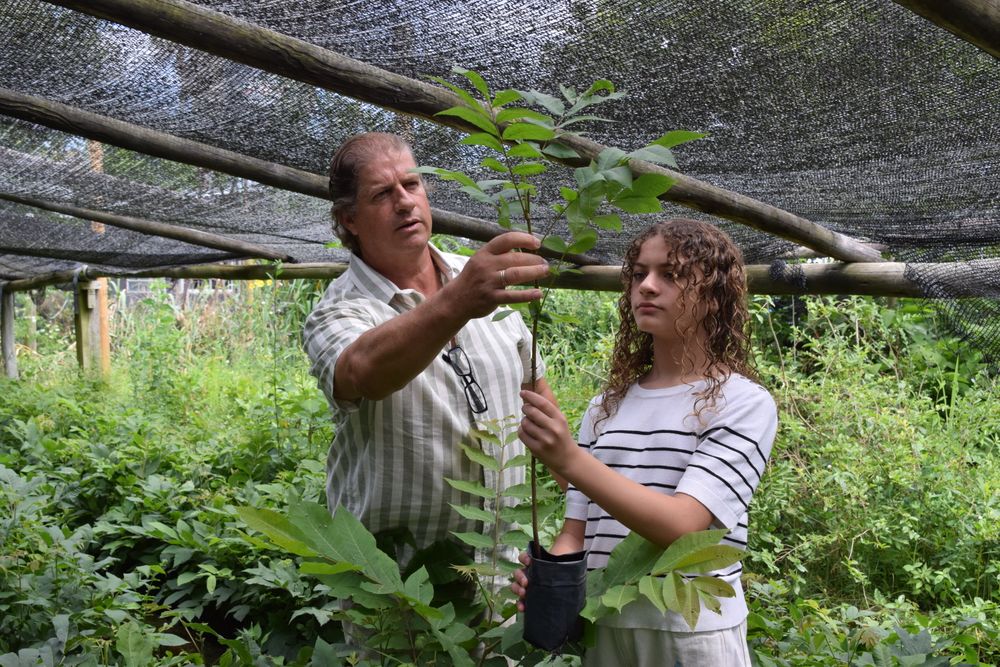 Vivero forestal Imperio Verde: invernáculo con nogales de la generación 2023.