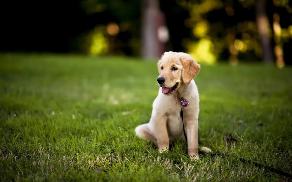 El Labrador cachorro es el mejor compañero para salir de levante