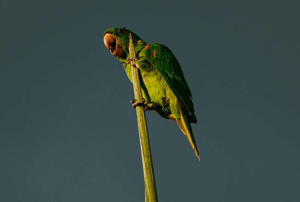 Ejército uruguayo: el senador Da Silva propuso su participación en el combate frontal a la cotorra de campo.