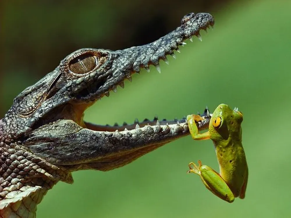 Cocodrilo del Nilo En la imagen, un cocodrilo del Nilo de un año de edad intenta comerse un sapo en un estuario en Sudáfrica. Estos reptiles son conocidos a lo largo del continente africano por ser de los animales más feroces sobre la Tierra. Los ejemplares machos puede llegar a medir 5 metros, y ocasionalmente atacan a seres humanos. Se estima que cada año quitan con sus fauces varios cientos de vida.
