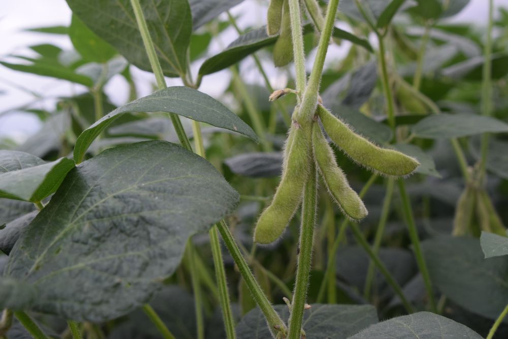 Soja: se aprontan los cultivos en chacras de Uruguay.