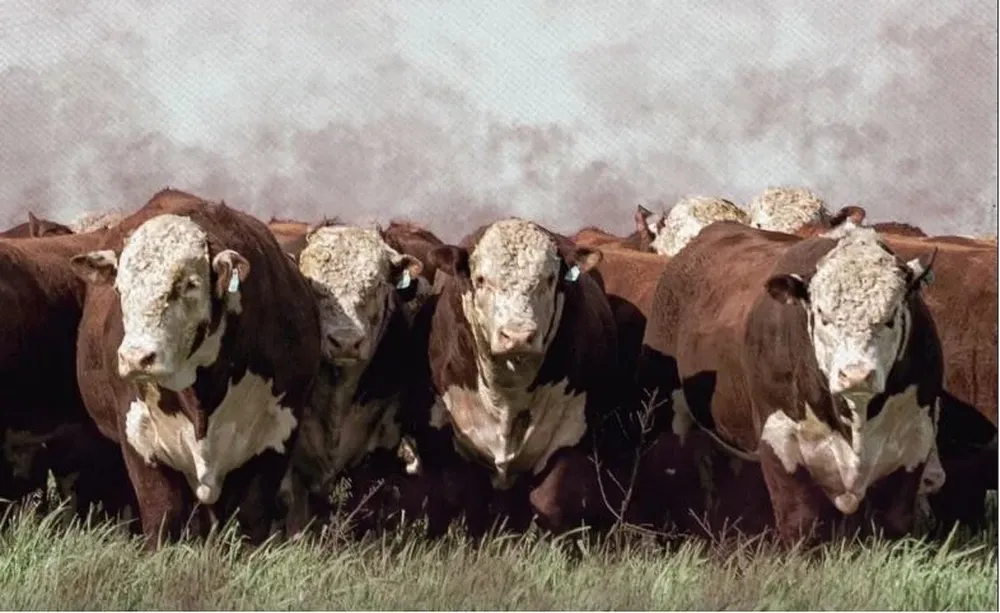 El remate se hará este jueves en la estancia, en Paysandú.