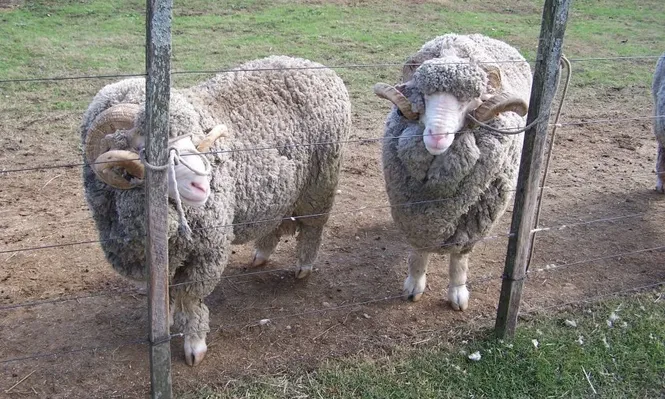 Carneros de la raza Merino Australiano.