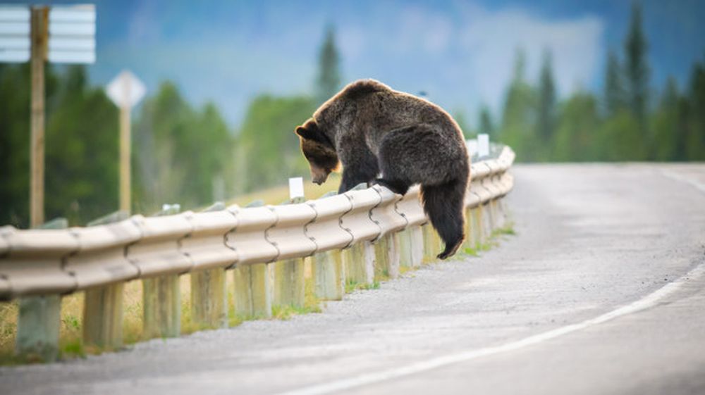 Japón registró un máximo histórico de 13 muertes el año pasado por ataques de osos.