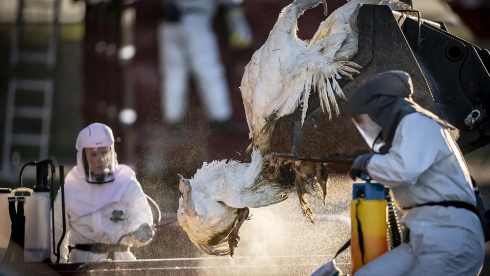 Operarios manipulando aves