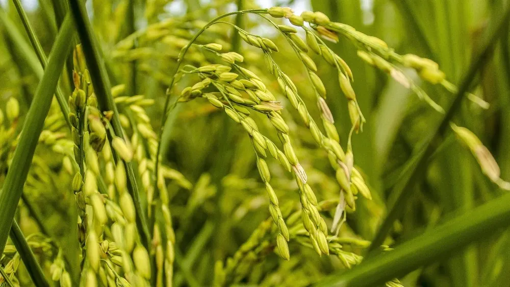 El Taller de Análisis Tecnológico-Productivo de la Zafra de Arroz de INIA se realizó de forma virtual.