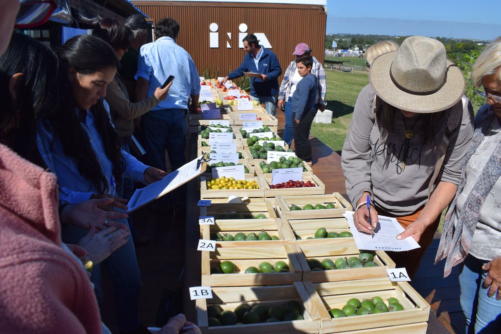 Expo Rural de Melilla y una novedosa encuesta sobre un fruto nativo: guayabo del país.