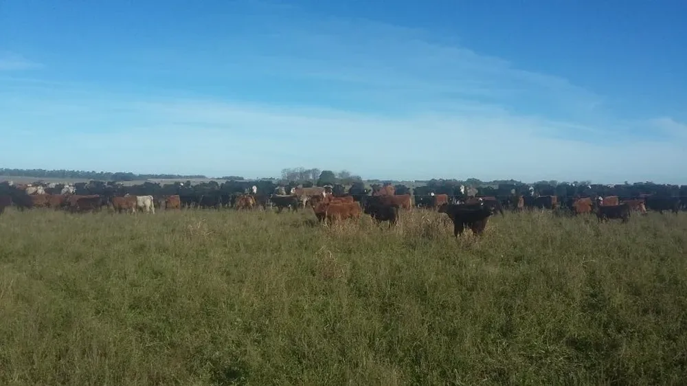 La comercialzlación de haciendas estará en la atención del congreso de la Federación Rural