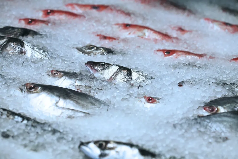 Uruguay mejoró sus indicadores en la exportación de productos de la pesca.