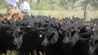 La oferta uruguaya de carne bovina “aumentó levemente” en el segundo semestre de 2012