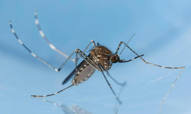 Un mallorquín que no había salido de Baleares es el primer caso autóctono del virus africano Usutu en España